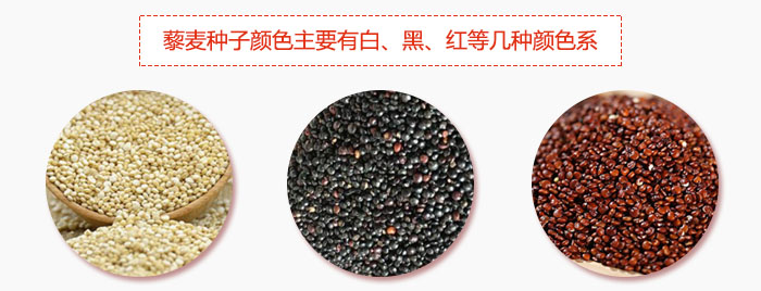 藜麥種子顏色主要有白、黑、紅等幾種顏色系，營養(yǎng)成分相差不大，其中白色口感好，黑、紅色口感相對差些，籽粒也較小。
