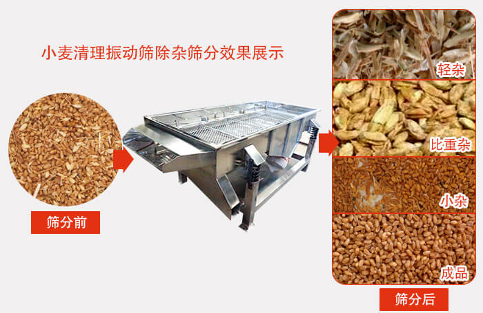 小麥清理振動篩小麥篩分效果展示圖可同時篩分出輕雜，比重雜，小雜，成品等四個等級。